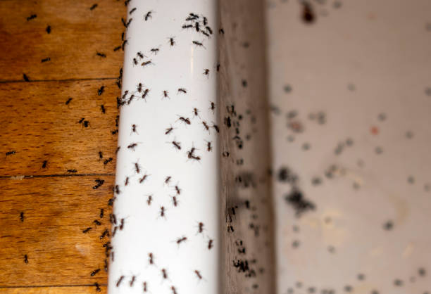 Flea Control Services in Princeville, IL