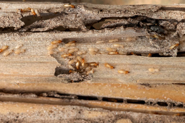 Best Residential Pest Control  in Princevle, IL